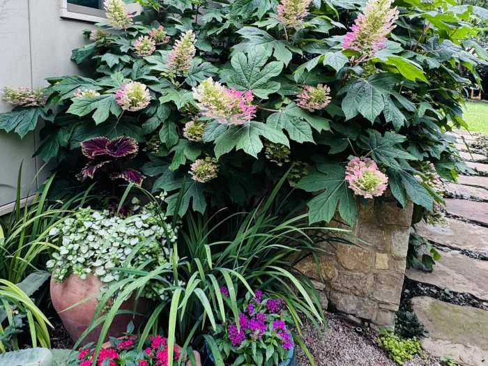 foliage 2 garden