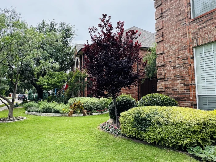 home landscape 1